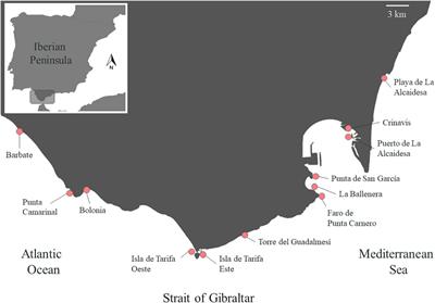 The Invasive Macroalga Rugulopteryx okamurae: Substrata Plasticity and Spatial Colonization Pressure on Resident Macroalgae